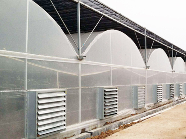 连栋薄膜温室