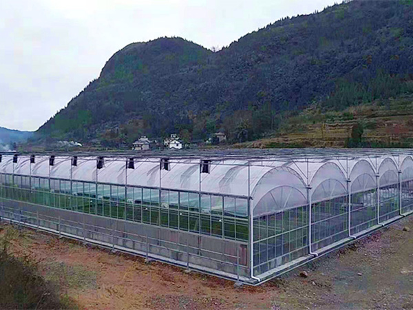 连栋薄膜温室